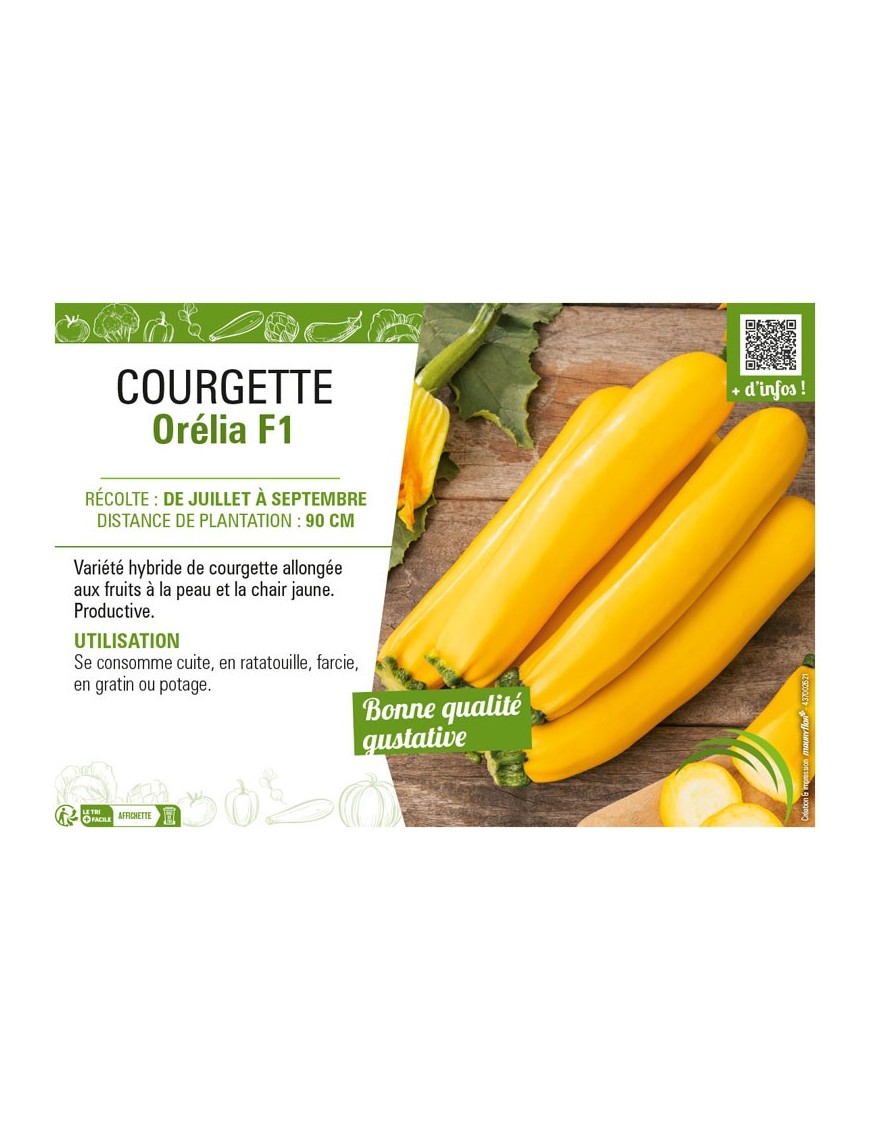 COURGETTE (JAUNE) ORÉLIA F1