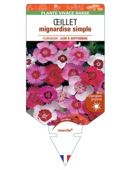 DIANTHUS plumarius voir ŒILLET mignardise simple (varié) *