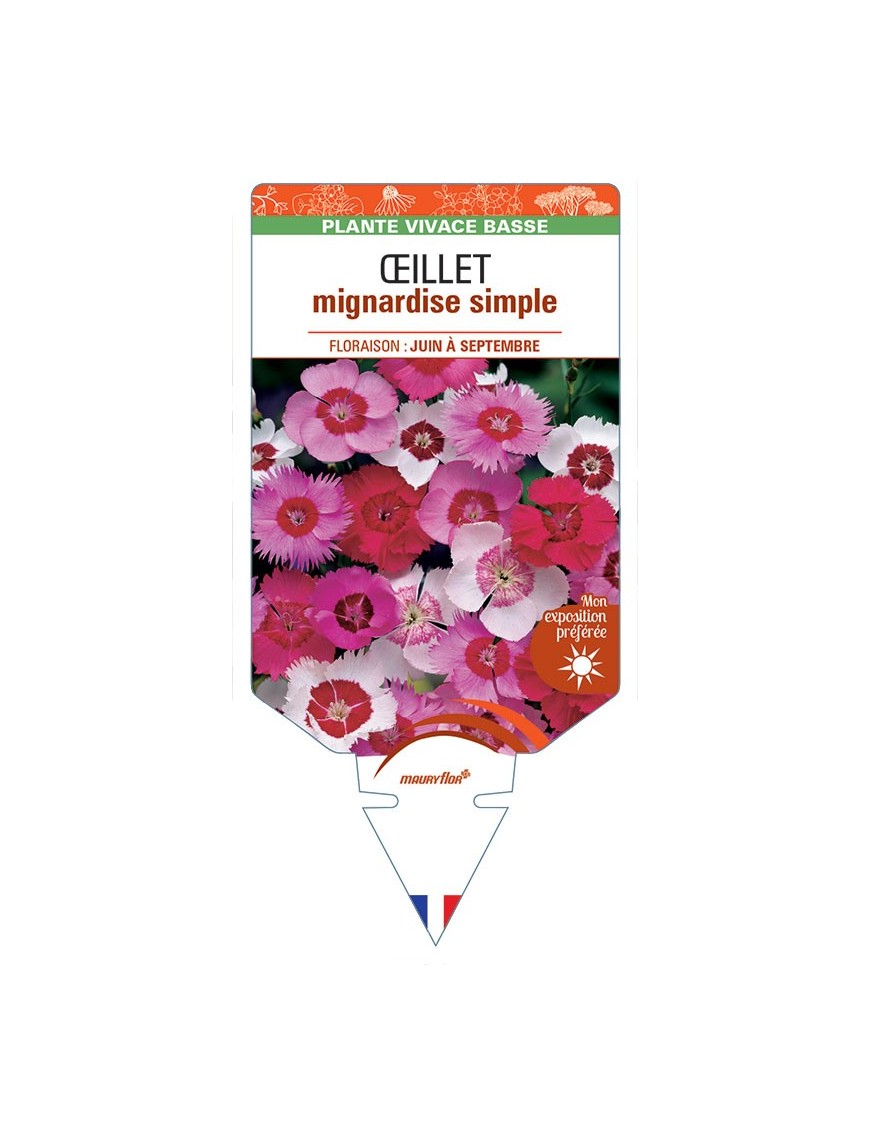 DIANTHUS plumarius voir ŒILLET mignardise simple (varié) *