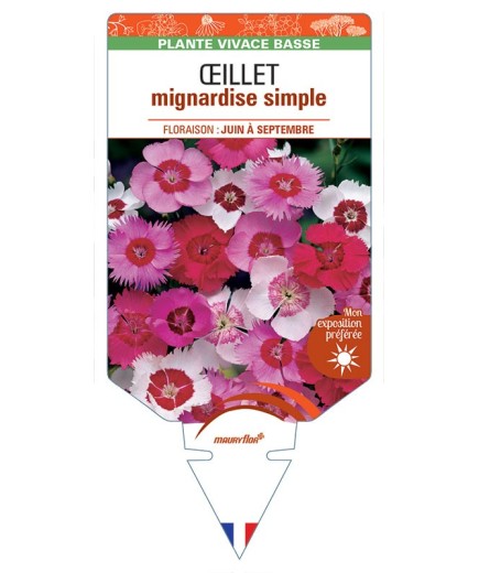 DIANTHUS plumarius voir ŒILLET mignardise simple (varié) *