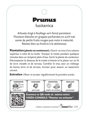 PRUNUS LUSITANICA voir Laurier du Portugal