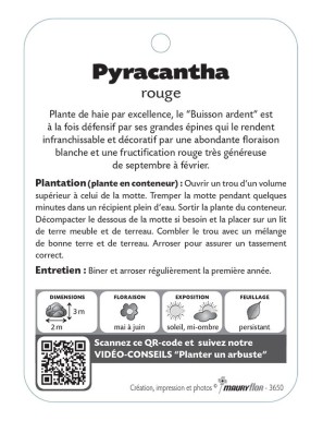 PYRACANTHA (ROUGE)  voir Buisson ardent