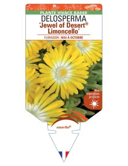 DELOSPERMA Jewel of Desert® Limoncello