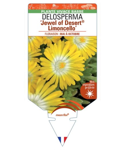DELOSPERMA Jewel of Desert® Limoncello