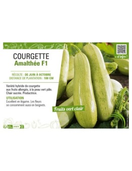 COURGETTE AMALTHÉE F1