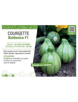 COURGETTE BOLDENICE F1