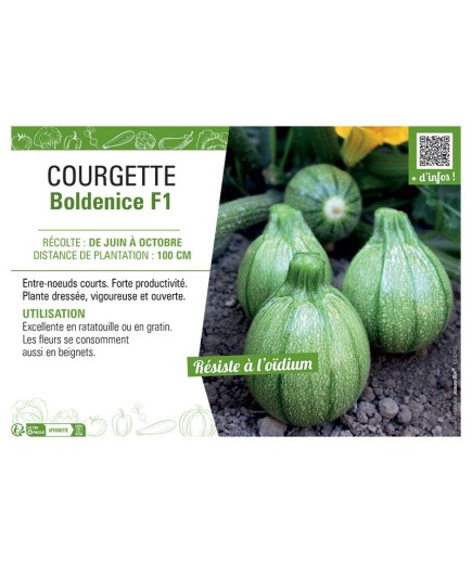 COURGETTE BOLDENICE F1