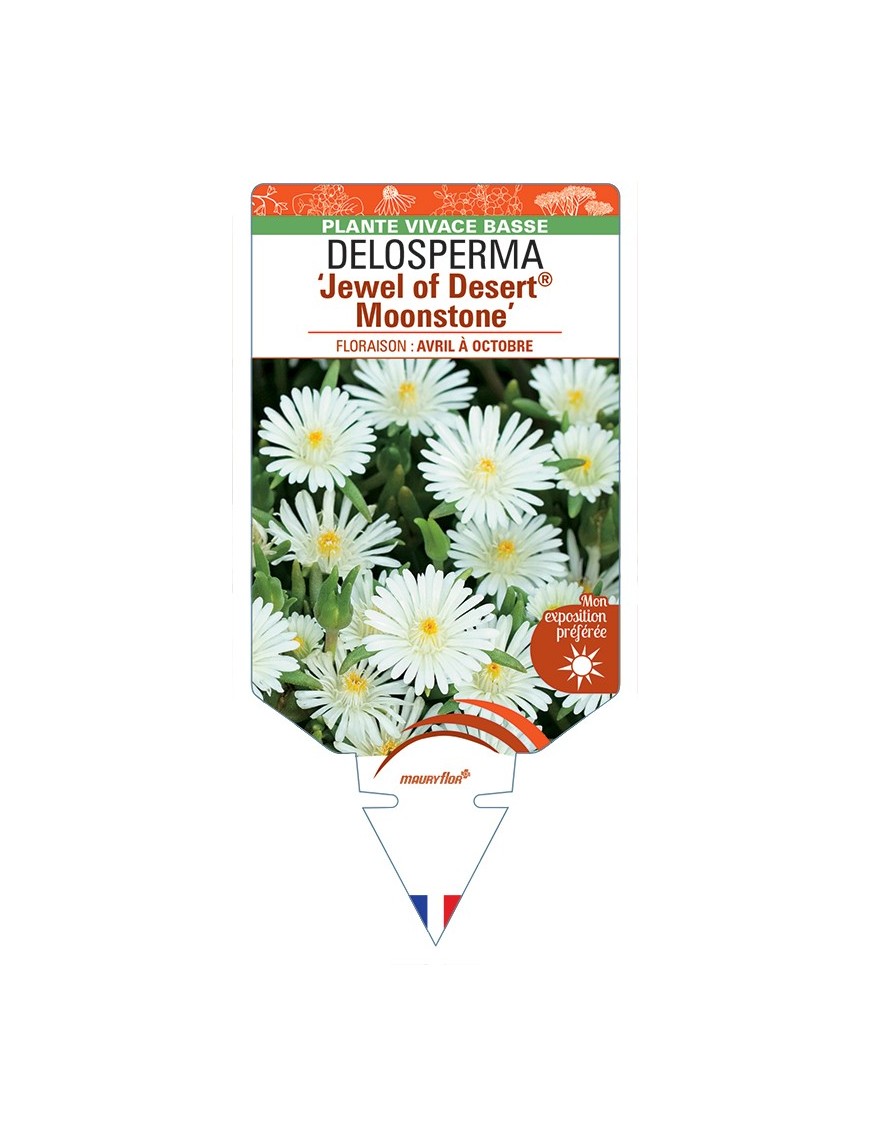 DELOSPERMA Jewel of Desert® Moonstone