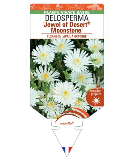 DELOSPERMA Jewel of Desert® Moonstone