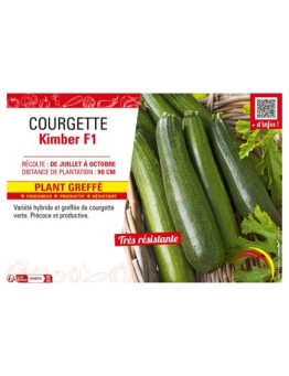 COURGETTE KIMBER F1 Plant greffé
