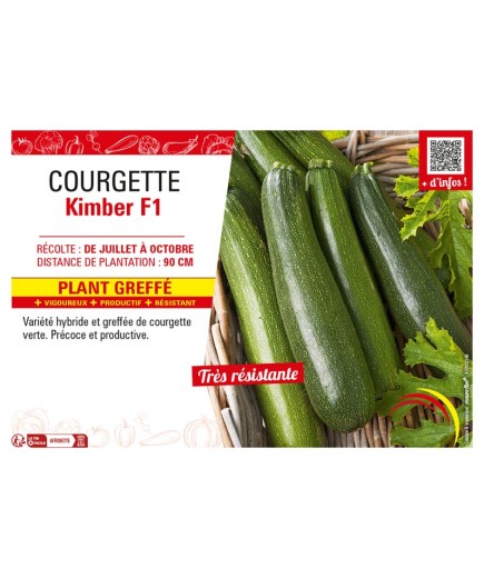 COURGETTE KIMBER F1 Plant greffé