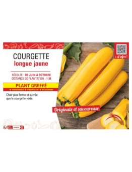 COURGETTE LONGUE JAUNE PLANT GREFFé