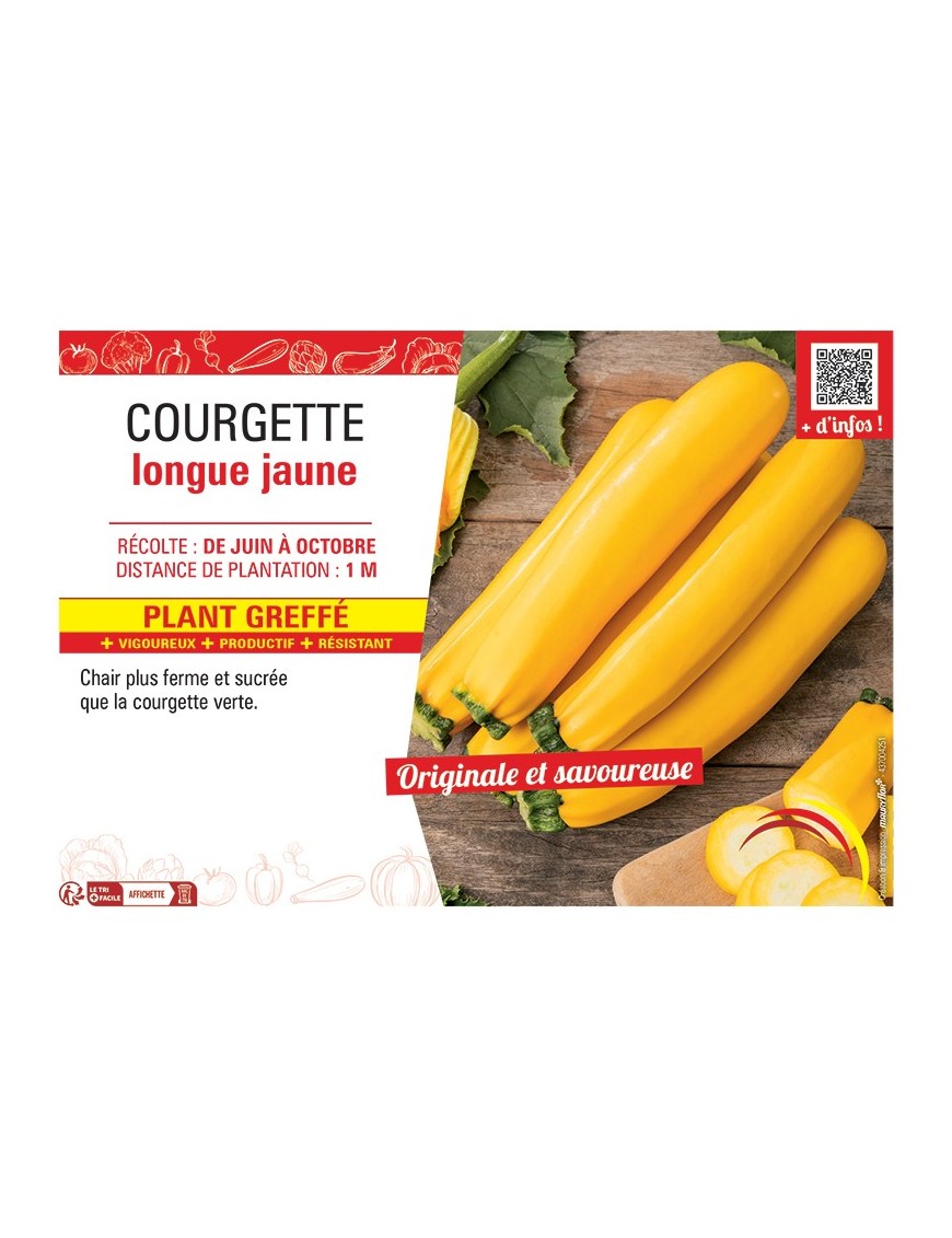 COURGETTE LONGUE JAUNE PLANT GREFFé