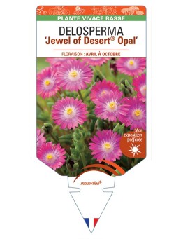 DELOSPERMA Jewel of Desert® Opal