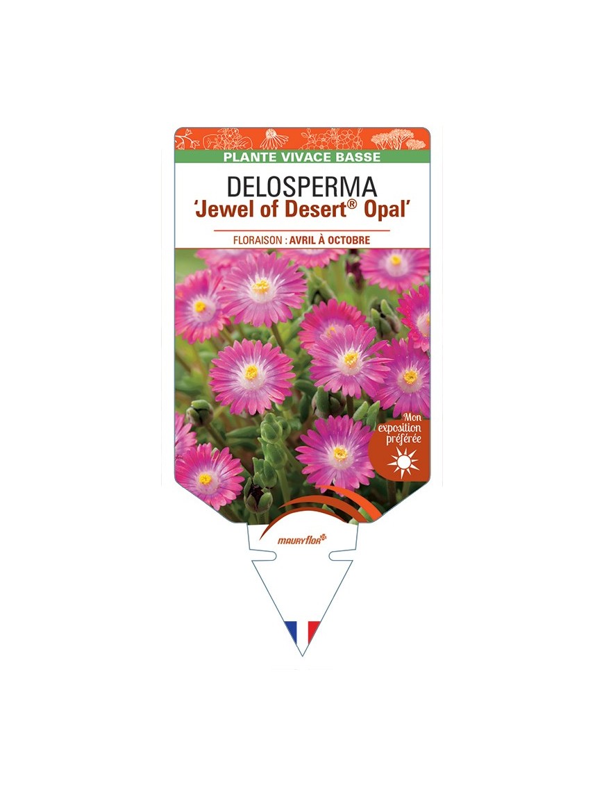 DELOSPERMA Jewel of Desert® Opal