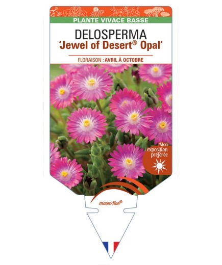 DELOSPERMA Jewel of Desert® Opal