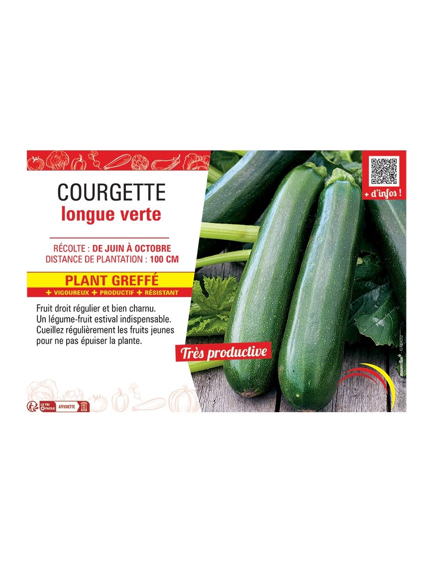 COURGETTE LONGUE VERTE PLANT GREFFé
