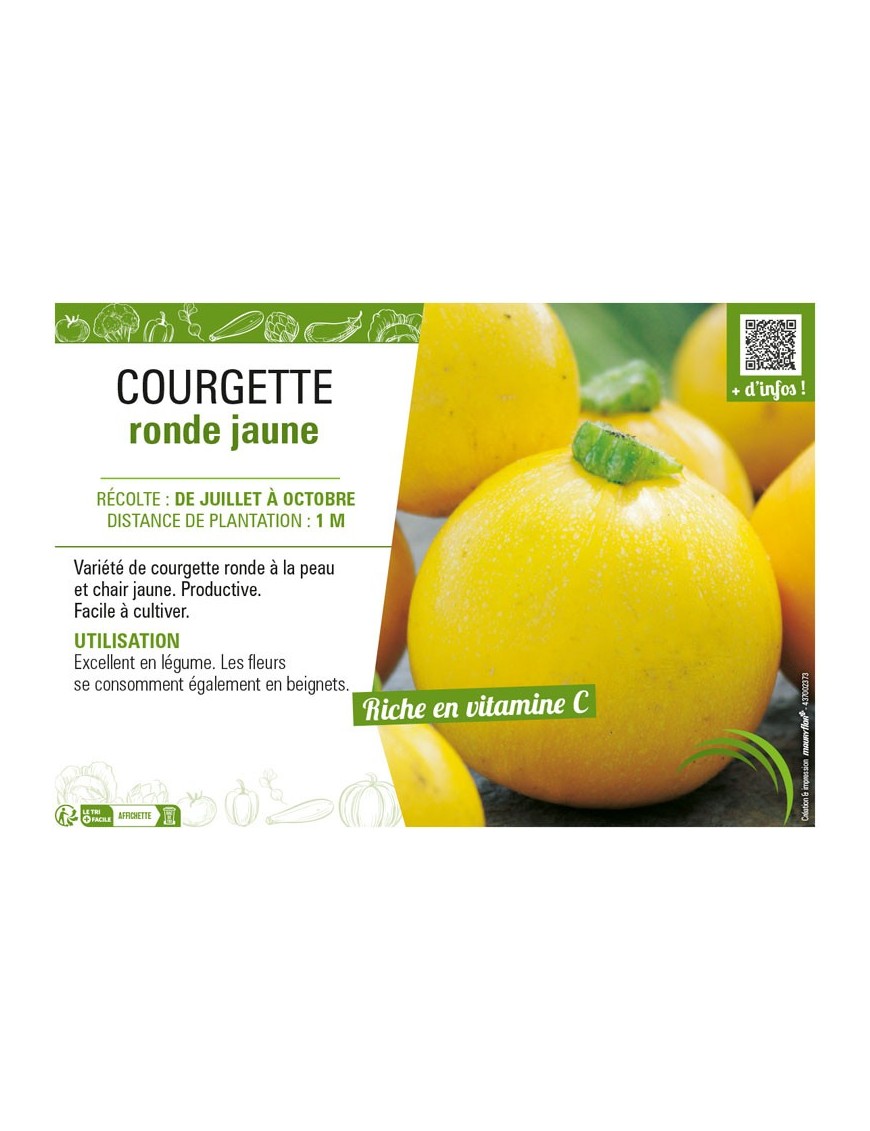 COURGETTE RONDE JAUNE