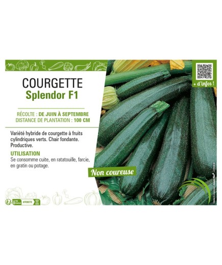 COURGETTE SPLENDOR F1