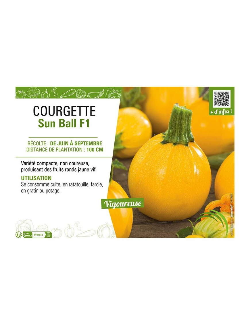 COURGETTE SUN BALL F1
