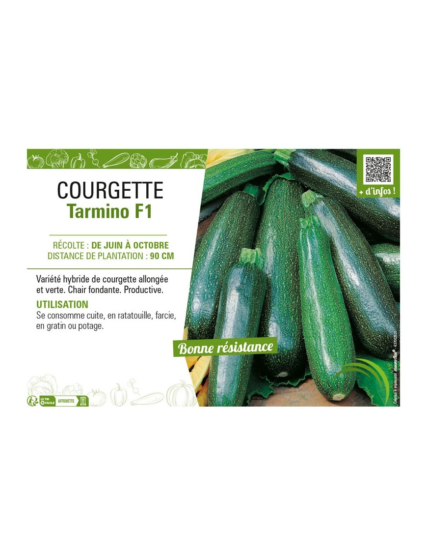 COURGETTE TARMINO F1