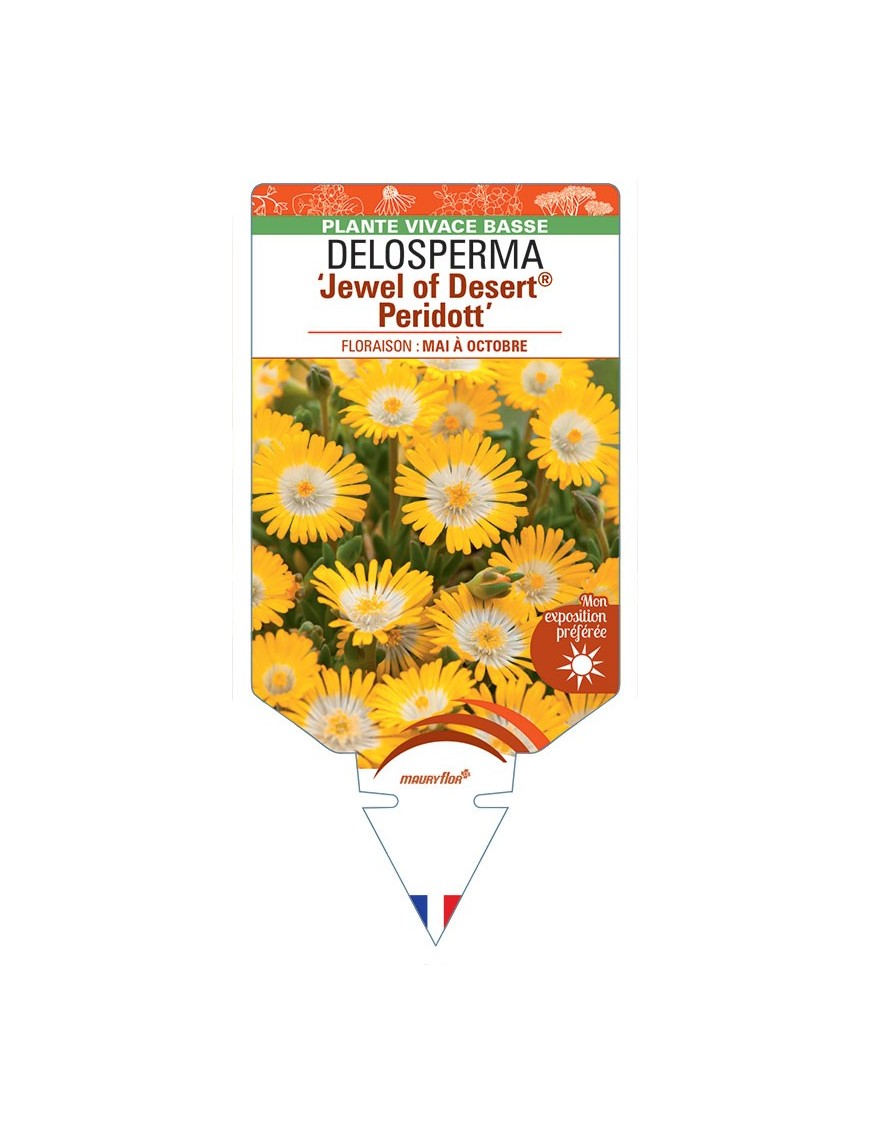 DELOSPERMA Jewel of Desert® Peridott