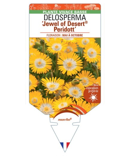 DELOSPERMA Jewel of Desert® Peridott