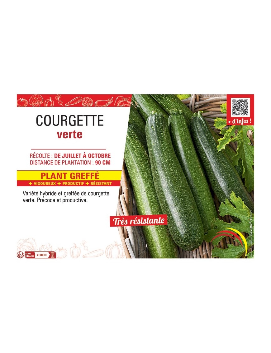 COURGETTE VERTE PLANT GREFFé