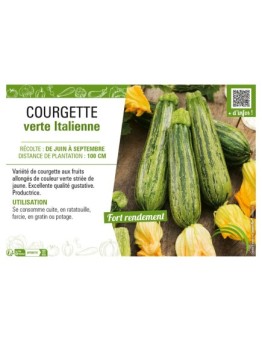 COURGETTE VERTE ITALIENNE