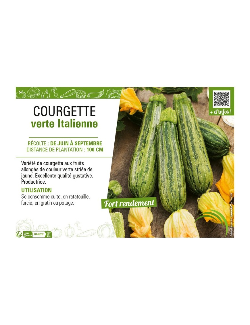 COURGETTE VERTE ITALIENNE