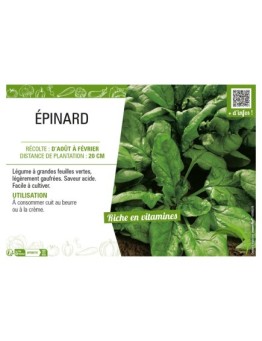 ÉPINARD