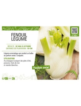 FENOUIL LÉGUME