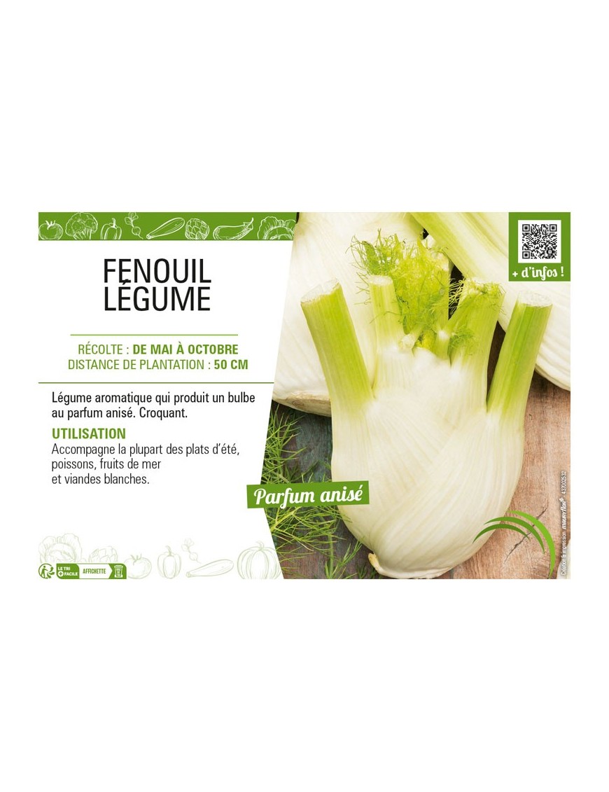 FENOUIL LÉGUME