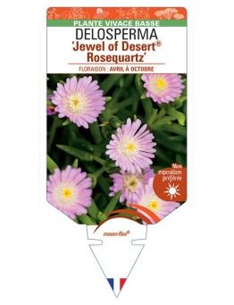 DELOSPERMA Jewel of Desert® Rosequartz