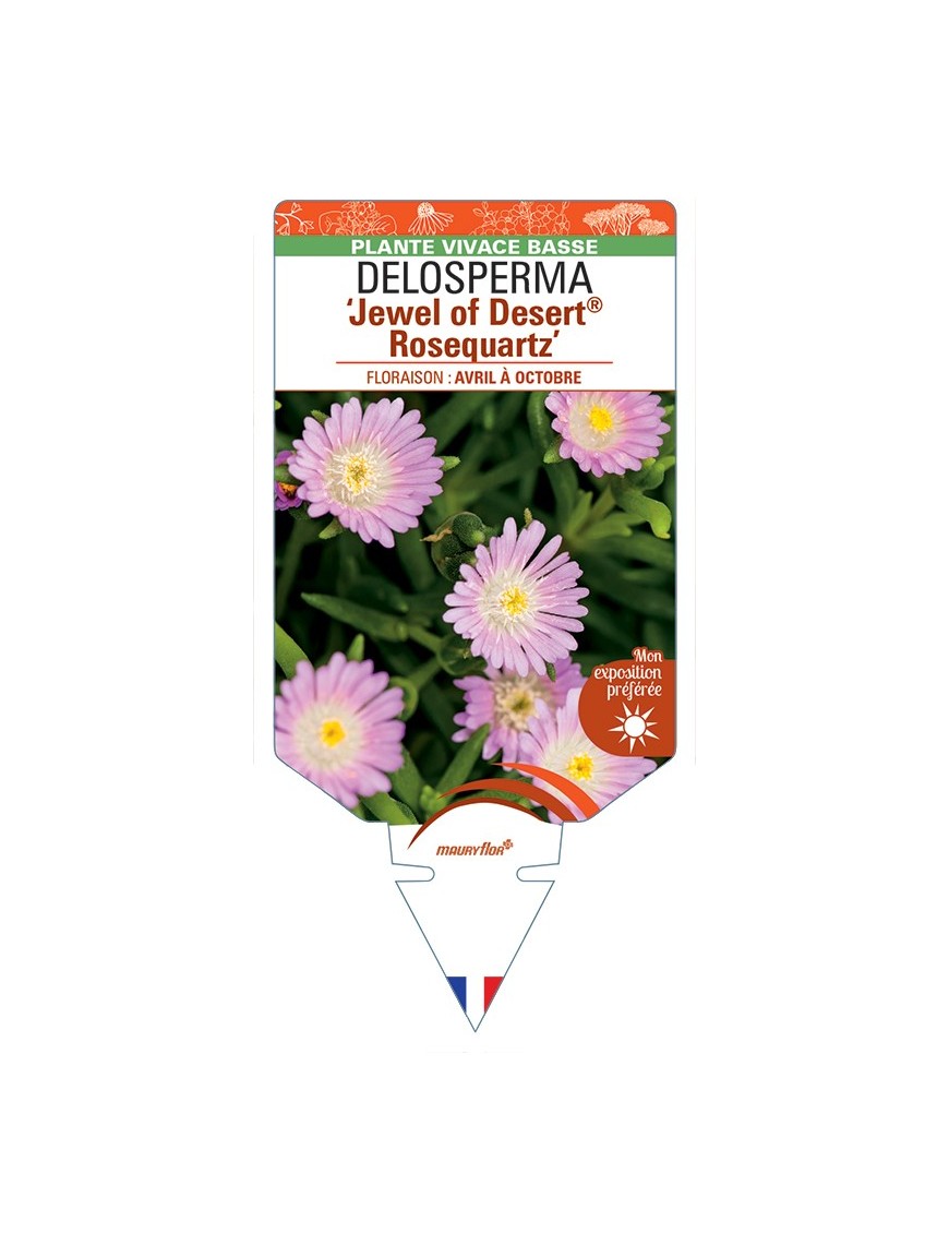 DELOSPERMA Jewel of Desert® Rosequartz