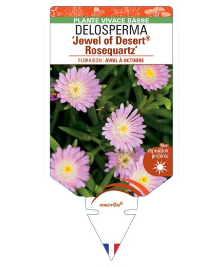 DELOSPERMA Jewel of Desert® Rosequartz