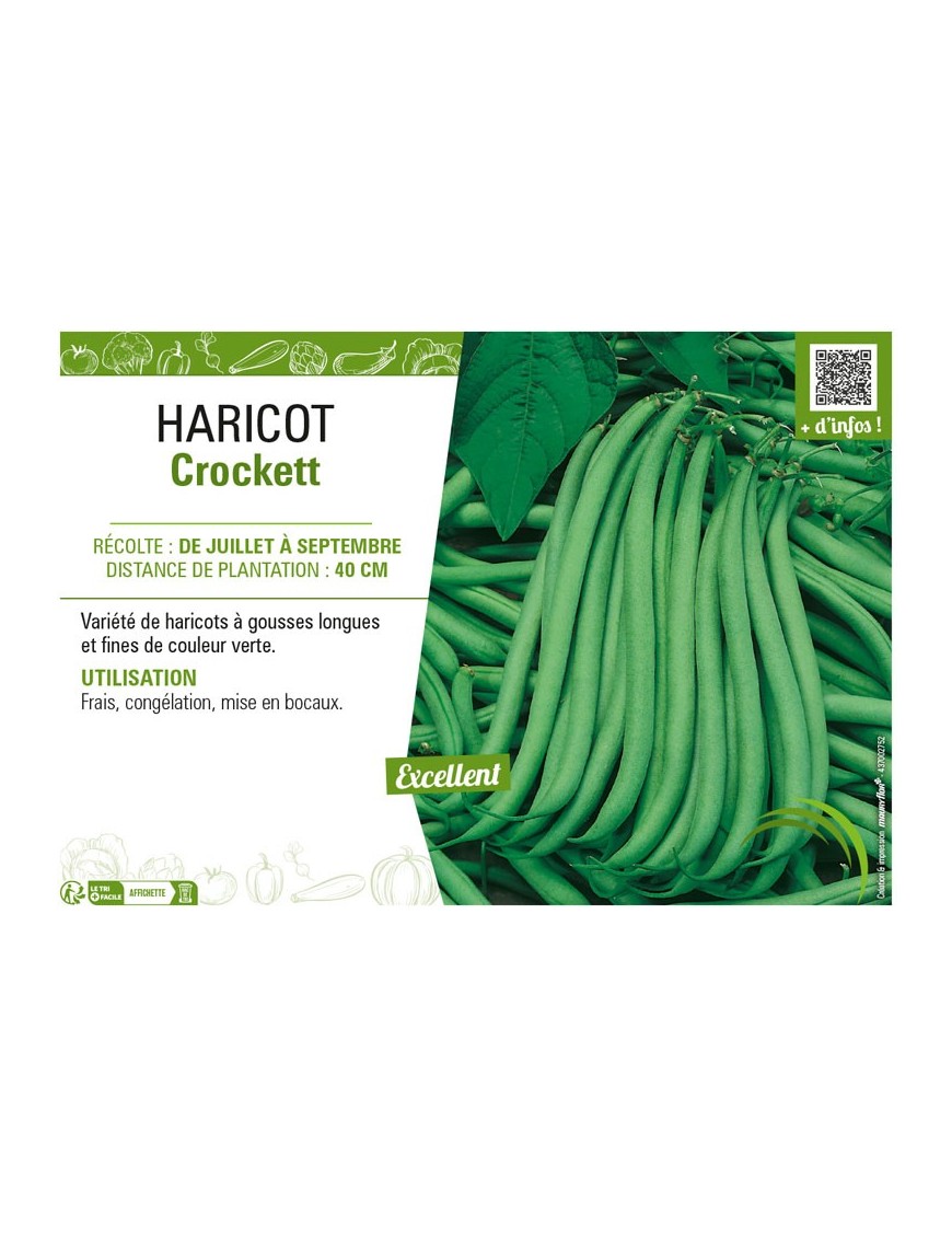 HARICOT (NAIN SANS FIL) CROCKETT
