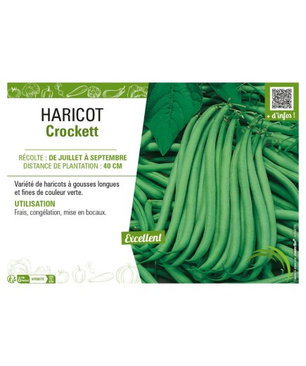 HARICOT (NAIN SANS FIL) CROCKETT