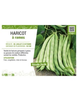 HARICOT À RAMES