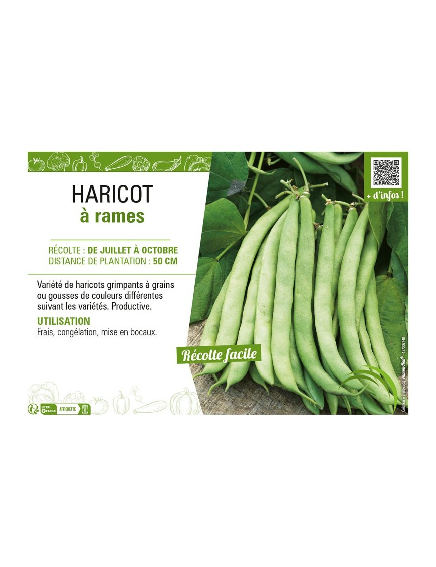 HARICOT À RAMES