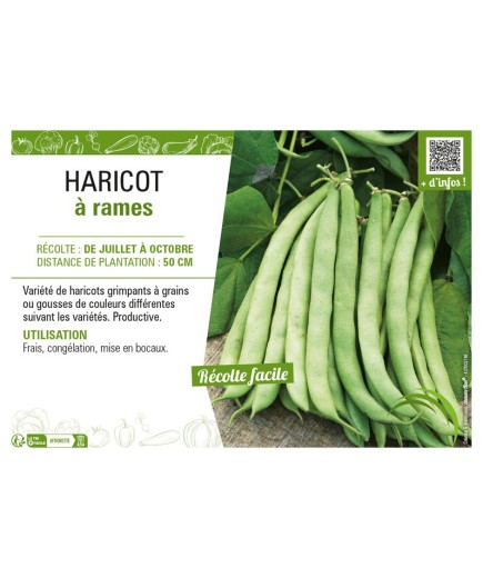 HARICOT À RAMES
