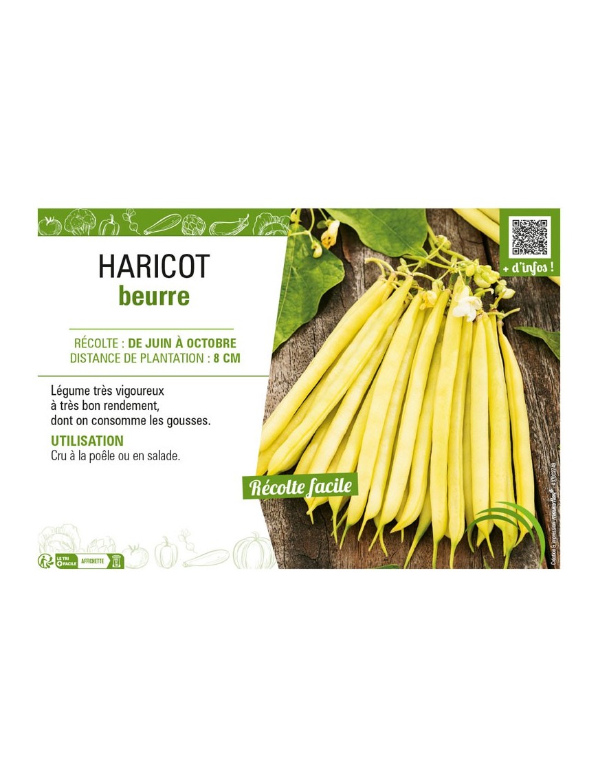 HARICOT BEURRE (À RAMES)