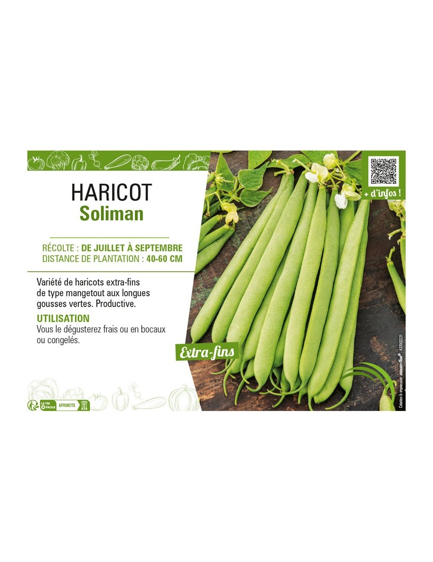 HARICOT SOLIMAN