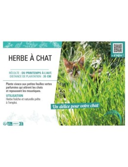 HERBE À CHAT