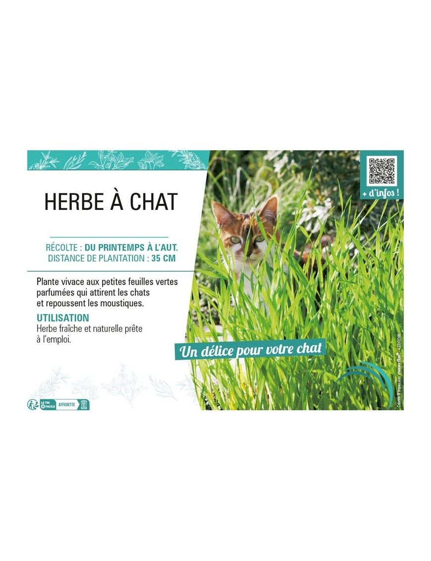 HERBE À CHAT
