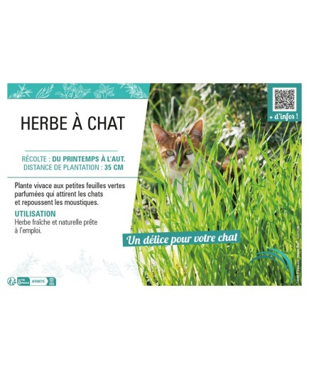 HERBE À CHAT