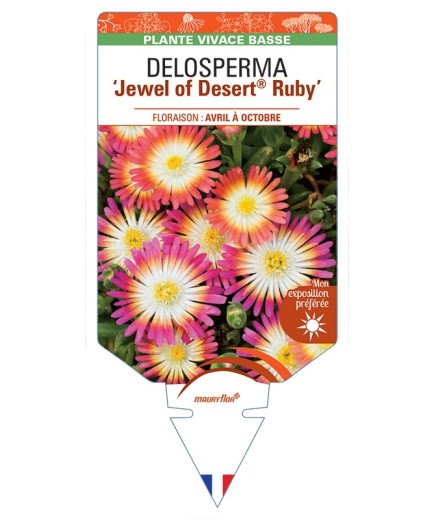 DELOSPERMA Jewel of Desert® Ruby
