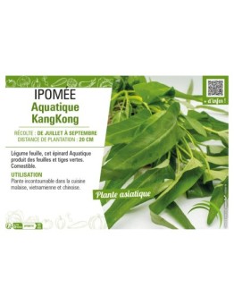 IPOMÉE AQUATIQUE KANGKONG