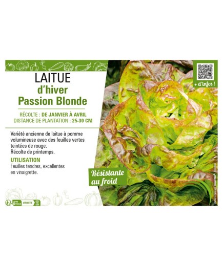 LAITUE D'HIVER PASSION BLONDE