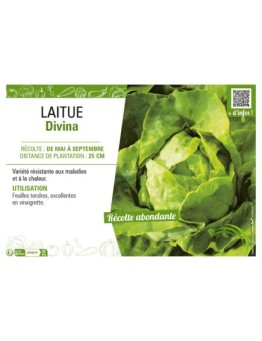 LAITUE DIVINA